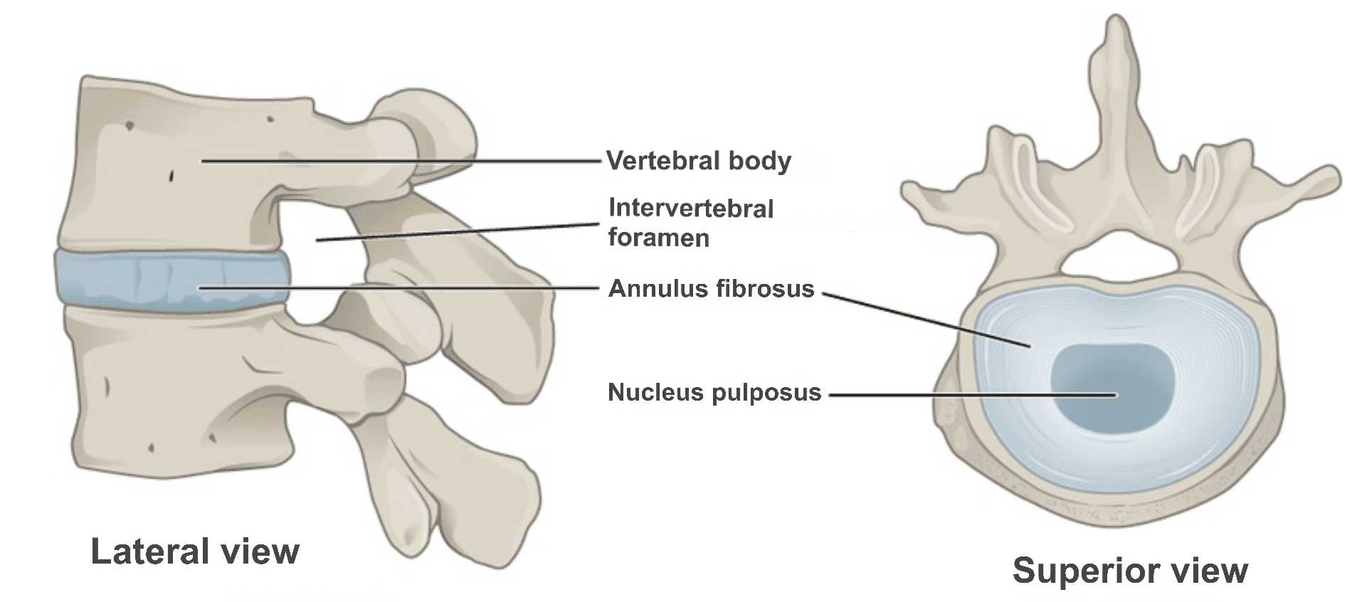 Intervertebral Discs SimpleMed Intervertebral Discs SimpleMed