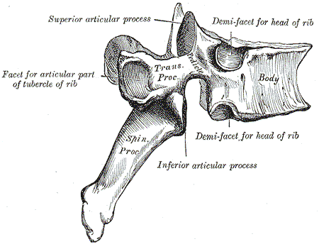 Lateral View of Thoracic Vertebrae SimpleMed Lateral View of Thoracic Vertebrae SimpleMed