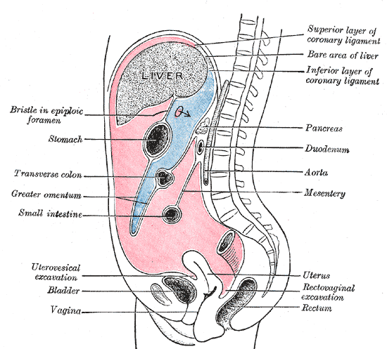 Lateral View of the Peritoneal Viscera SimpleMed Lateral View of the Peritoneal Viscera SimpleMed