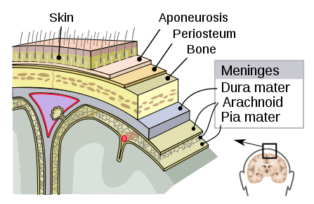 Layers of the Meninges SimpleMed Layers of the Meninges SimpleMed