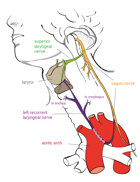 Course of the Left Recurrent Laryngeal Nerve SimpleMed Course of the Left Recurrent Laryngeal Nerve SimpleMed