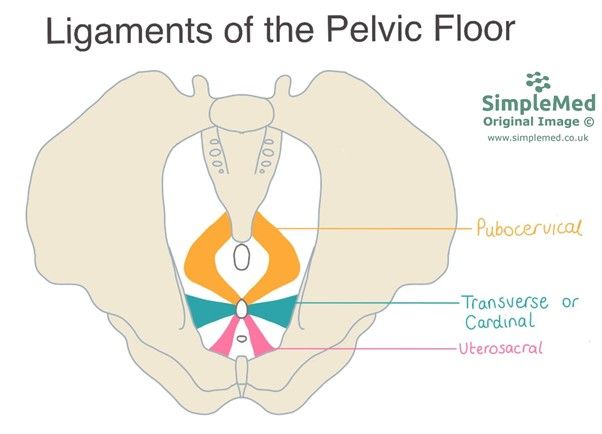 Ligaments of the Pelvic Floor SimpleMed Ligaments of the Pelvic Floor SimpleMed