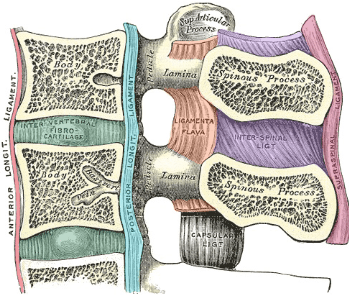 Ligaments of the Vertebral Column SimpleMed Ligaments of the Vertebral Column SimpleMed