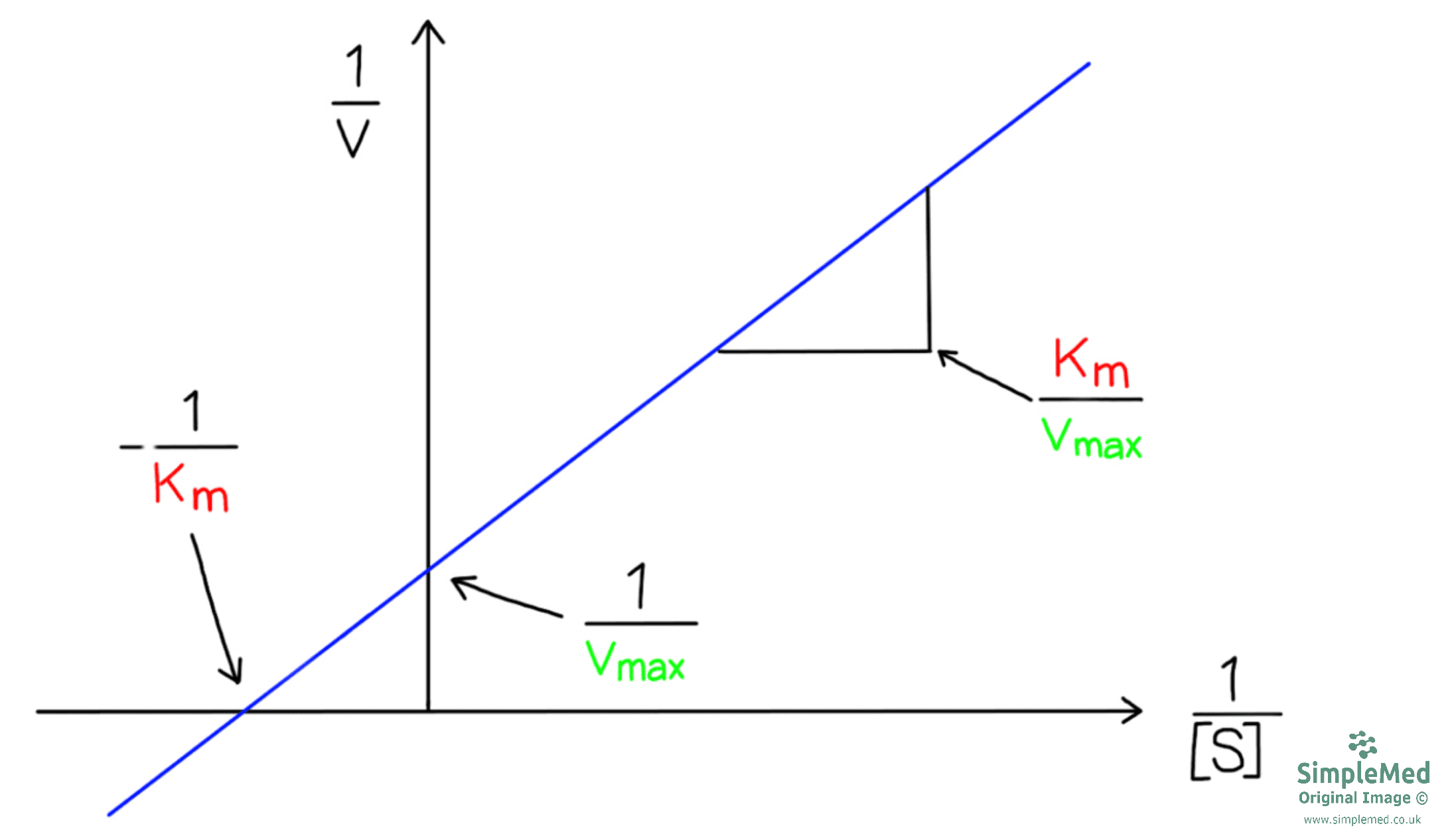 Lineweaver-Burk Plot Graph SimpleMed Lineweaver-Burk Plot Graph SimpleMed