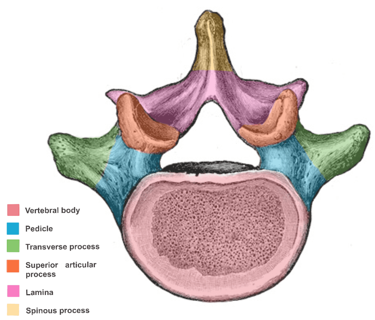 Lumbar Vertebra SimpleMed Lumbar Vertebra SimpleMed