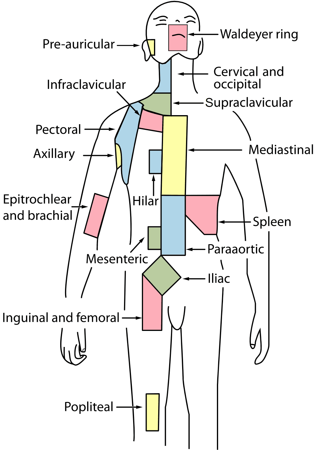Lymph Node Regions SimpleMed Lymph Node Regions SimpleMed