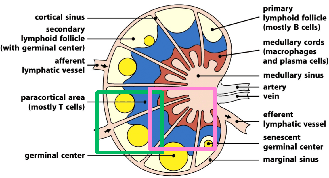 Lymph Node Structure SimpleMed Lymph Node Structure SimpleMed