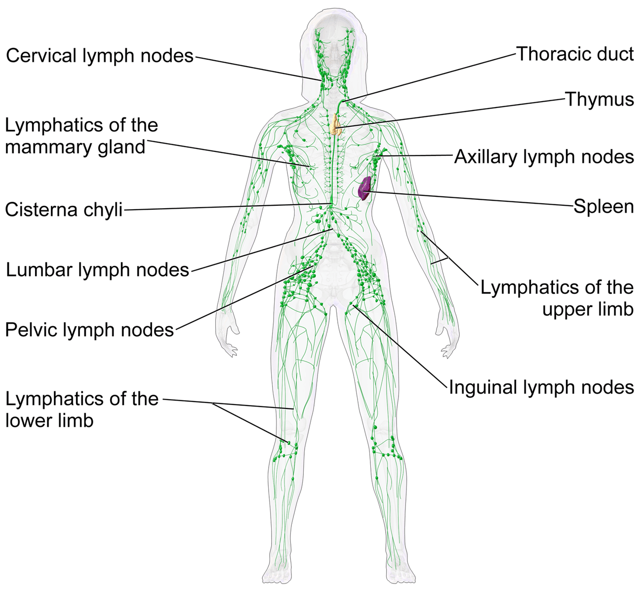 Lymphatic System Female Diagram SimpleMed Lymphatic System Female Diagram SimpleMed