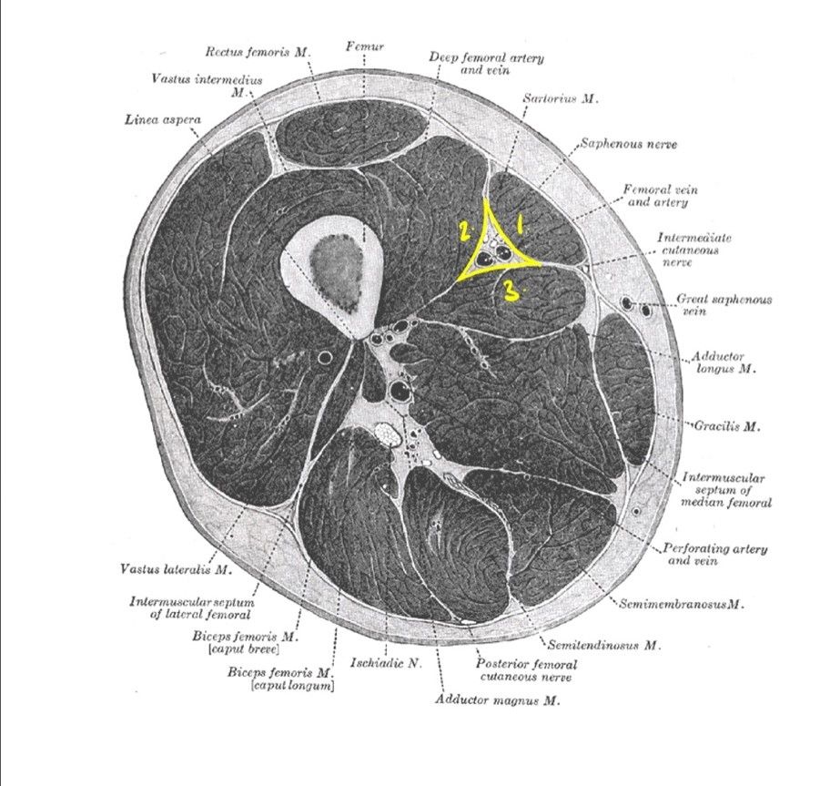 The Adductor Canal SimpleMed The Adductor Canal SimpleMed