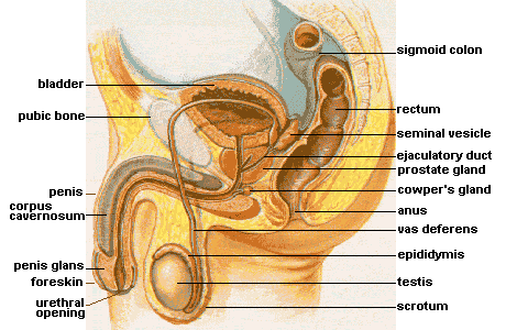 Male Reproductive System Anatomy SimpleMed Male Reproductive System Anatomy SimpleMed