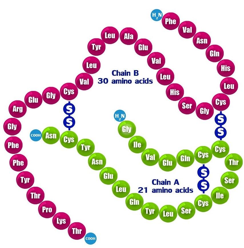 Mature Insulin Structure SimpleMed Mature Insulin Structure SimpleMed