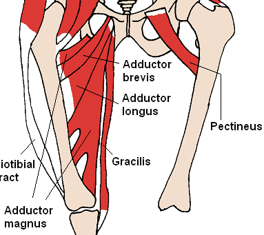 Medial Thigh Muscles SimpleMed Medial Thigh Muscles SimpleMed