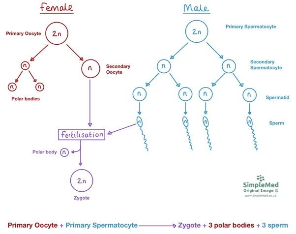 Meiosis to Fertilisation SimpleMed