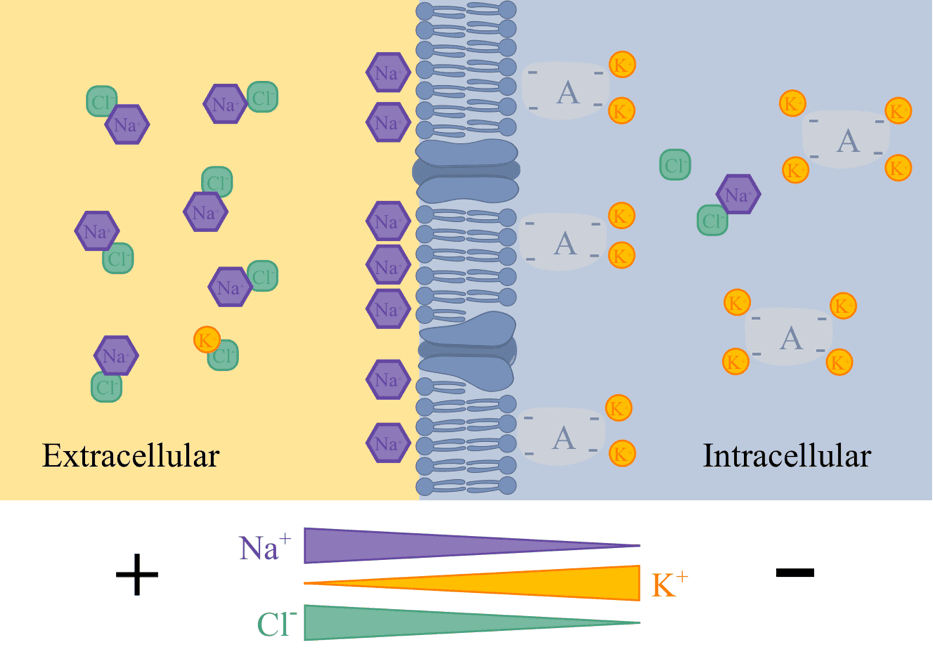 Membrane Potential SimpleMed Membrane Potential SimpleMed