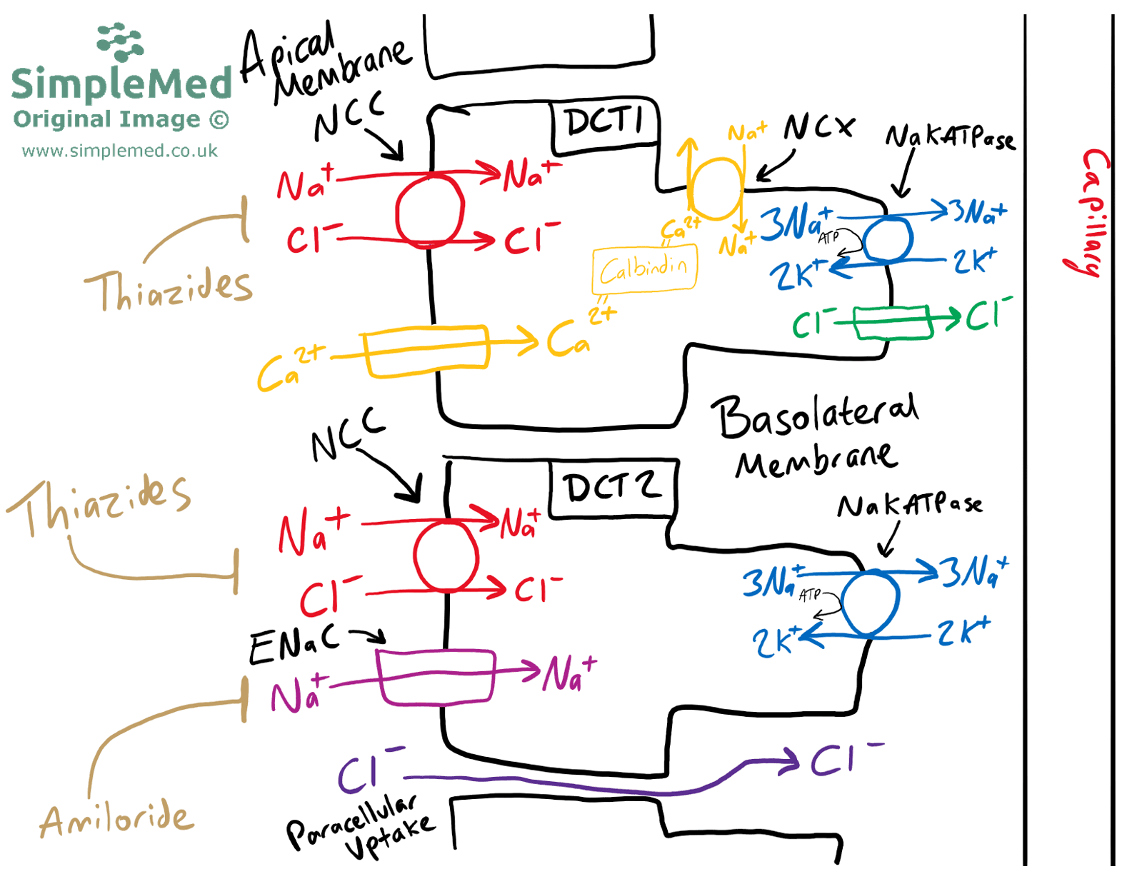 Membrane Transporters in DCT 1 SimpleMed Membrane Transporters in DCT 1 SimpleMed