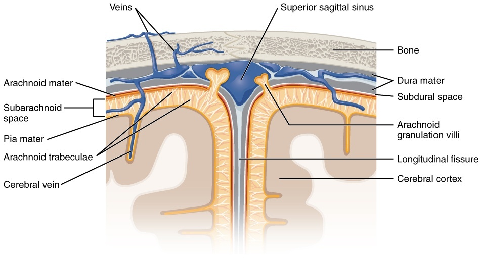Meningeal Layers SimpleMed
