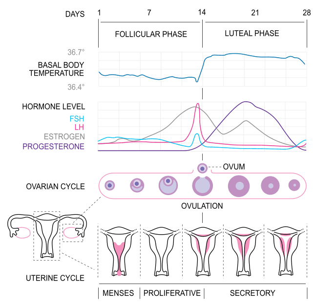 Menstrual Cycle SimpleMed Menstrual Cycle SimpleMed