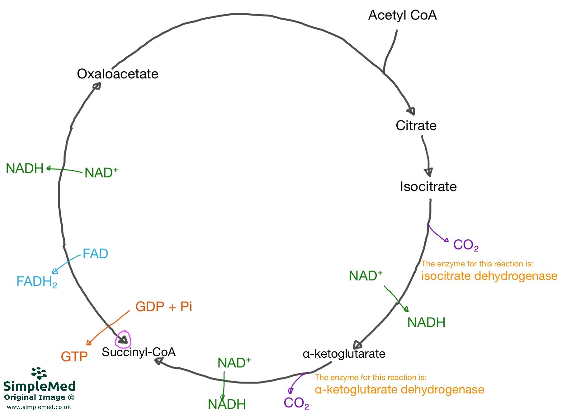 Krebs Cycle Diagram SimpleMed Krebs Cycle Diagram SimpleMed