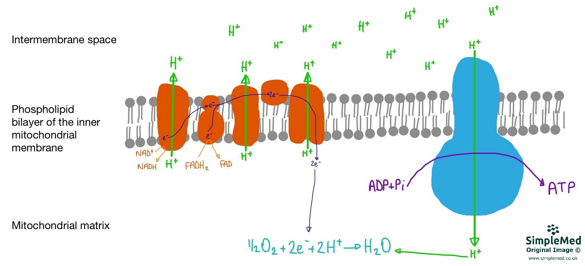 Oxidative Phosphorylation SimpleMed Oxidative Phosphorylation SimpleMed
