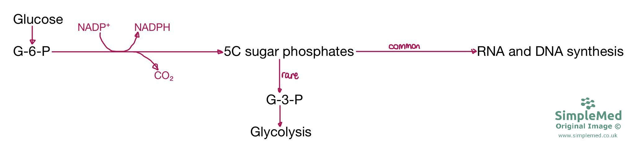 Pentose Phosphate Pathway SimpleMed Pentose Phosphate Pathway SimpleMed