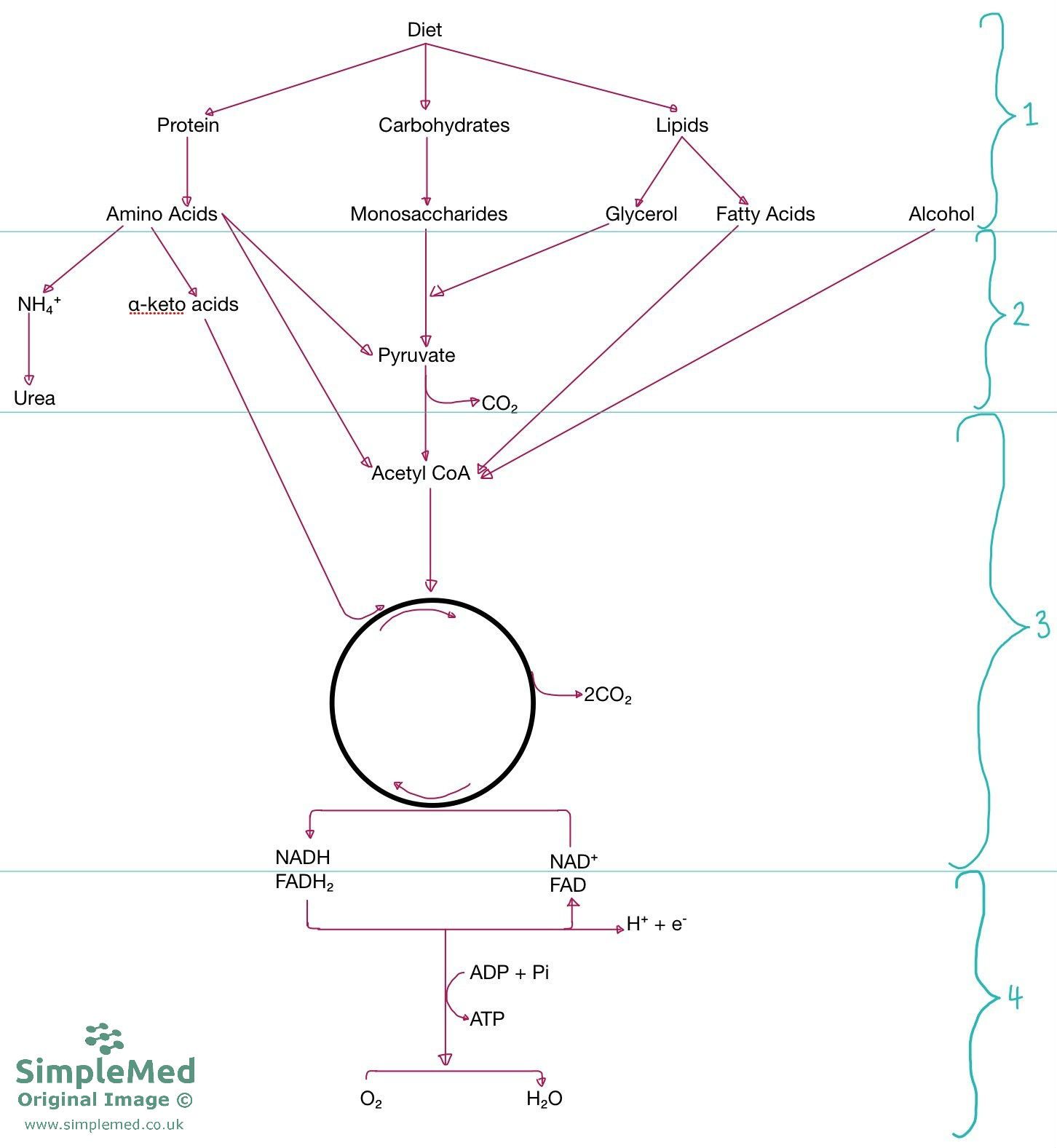 Dietary Energy Production Overview SimpleMed Dietary Energy Production Overview SimpleMed