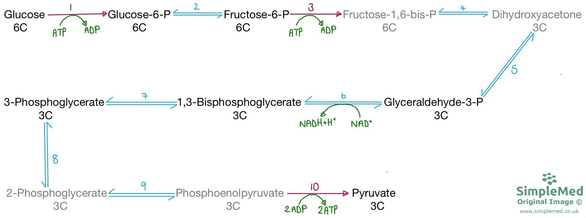 Summary of the reactions in Glycolysis SimpleMed Summary of the reactions in Glycolysis SimpleMed