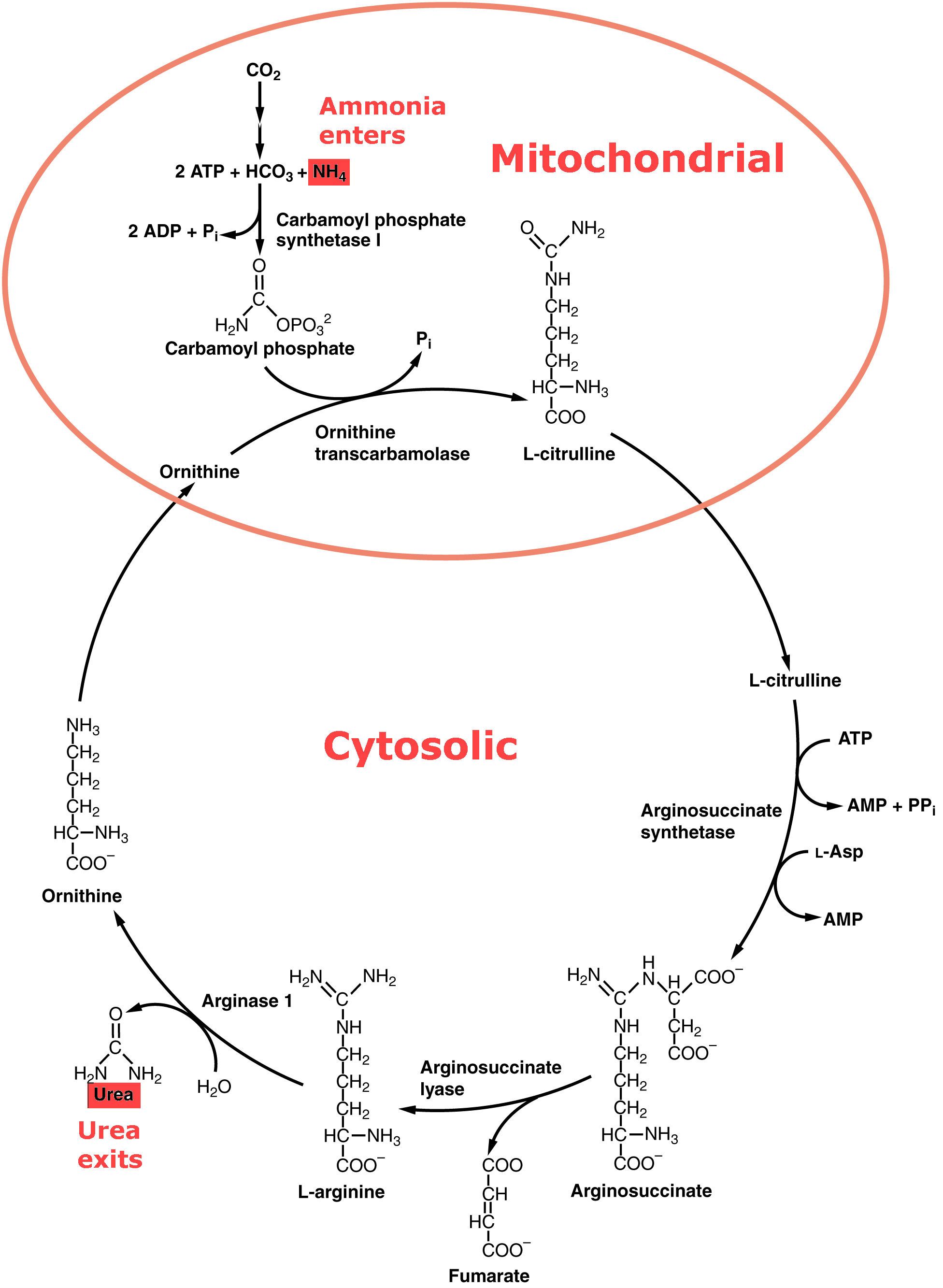 Urea Cycle SimpleMed Urea Cycle SimpleMed