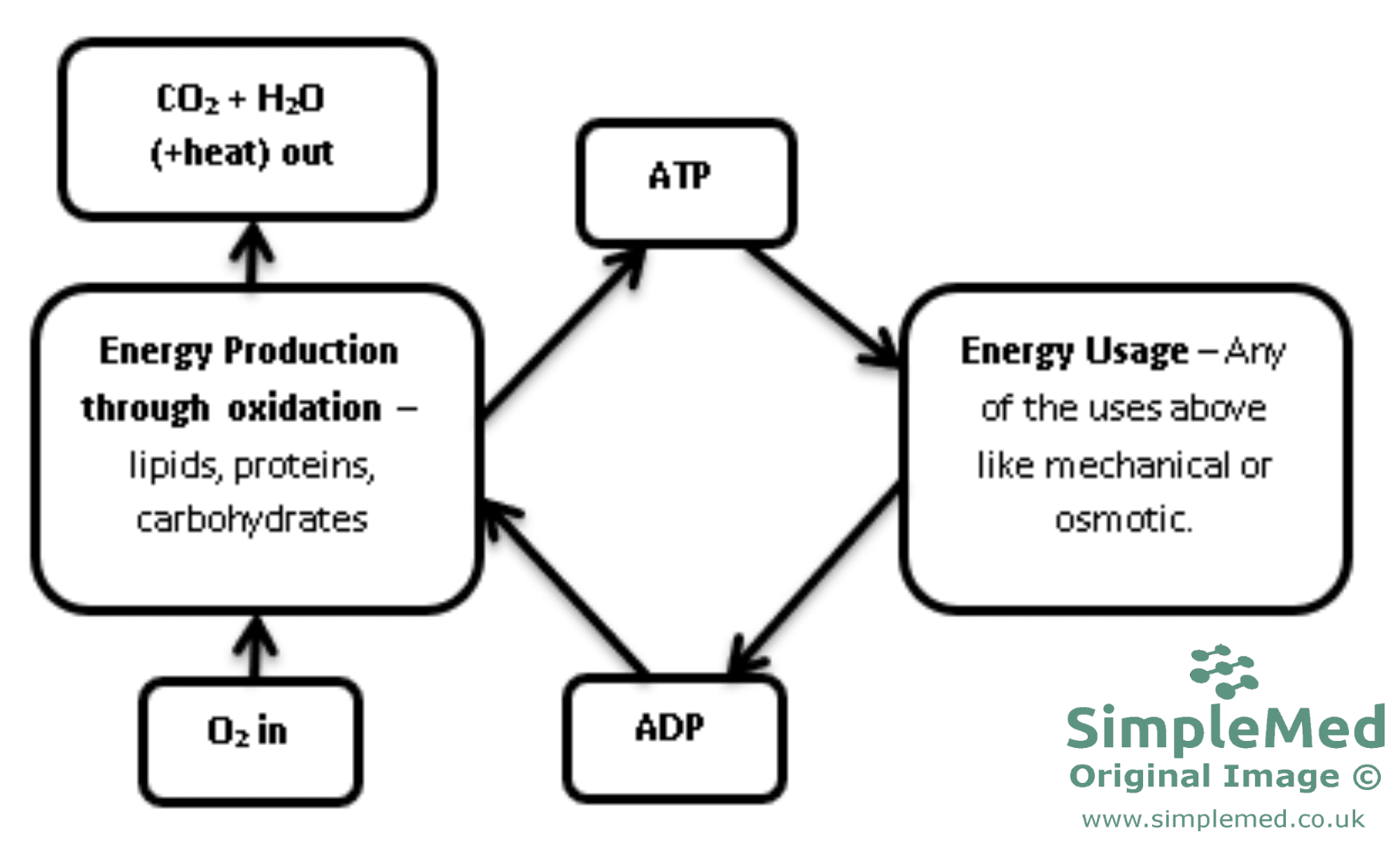 ATP-ADP REDOX conversion cycle diagram SimpleMed ATP-ADP REDOX conversion cycle diagram SimpleMed