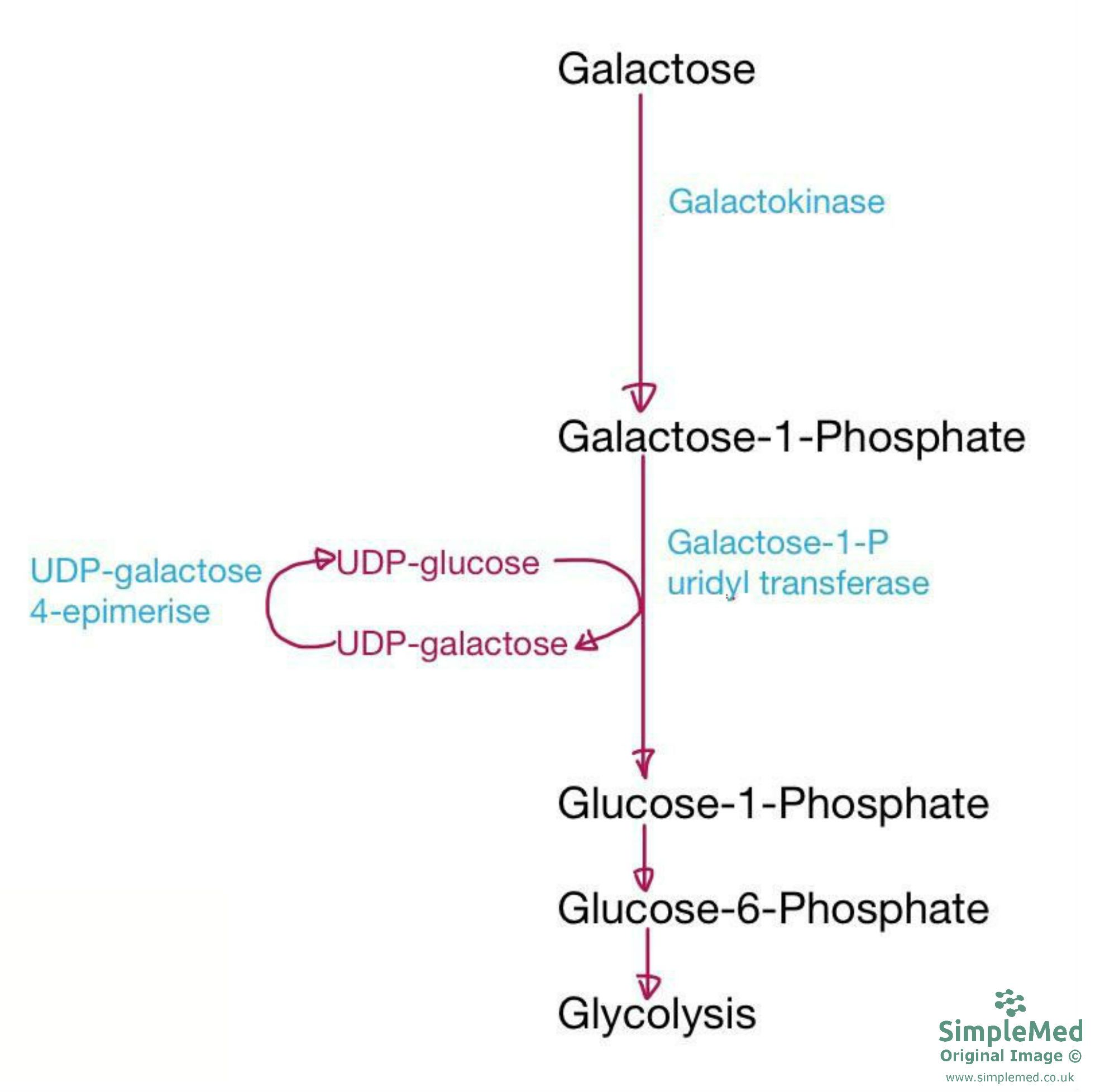 Metabolism of Galactose SimpleMed Metabolism of Galactose SimpleMed