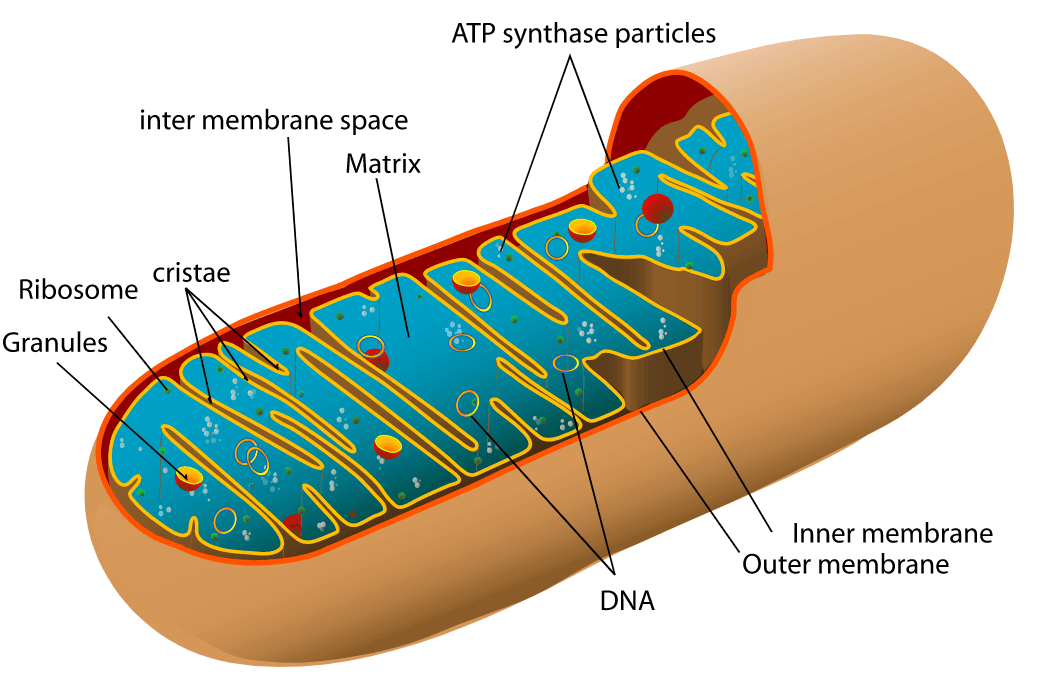 Mitochondria Structure SimpleMed Mitochondria Structure SimpleMed