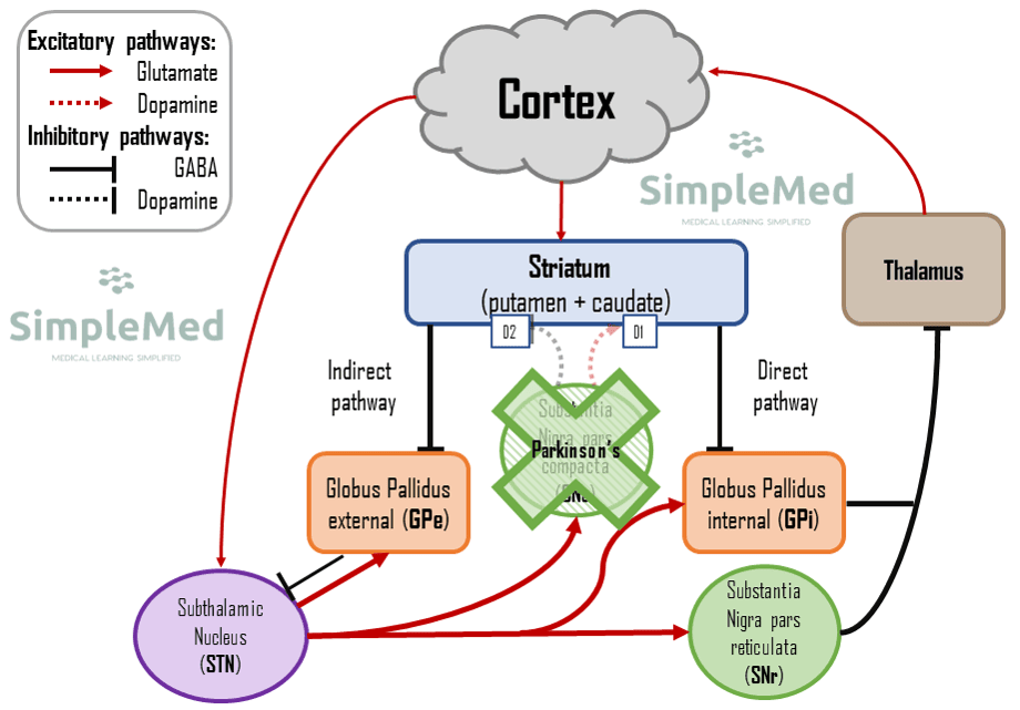 Motor Pathway in Parkinson's Disease SimpleMed Motor Pathway in Parkinson's Disease SimpleMed