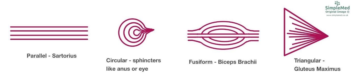Muscle Types SimpleMed Muscle Types SimpleMed