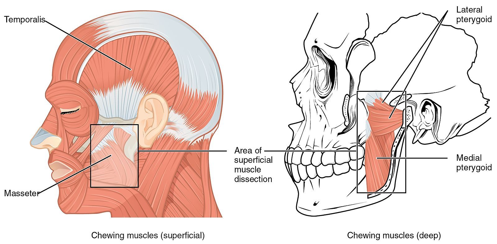 Muscles of Mastication SimpleMed Muscles of Mastication SimpleMed