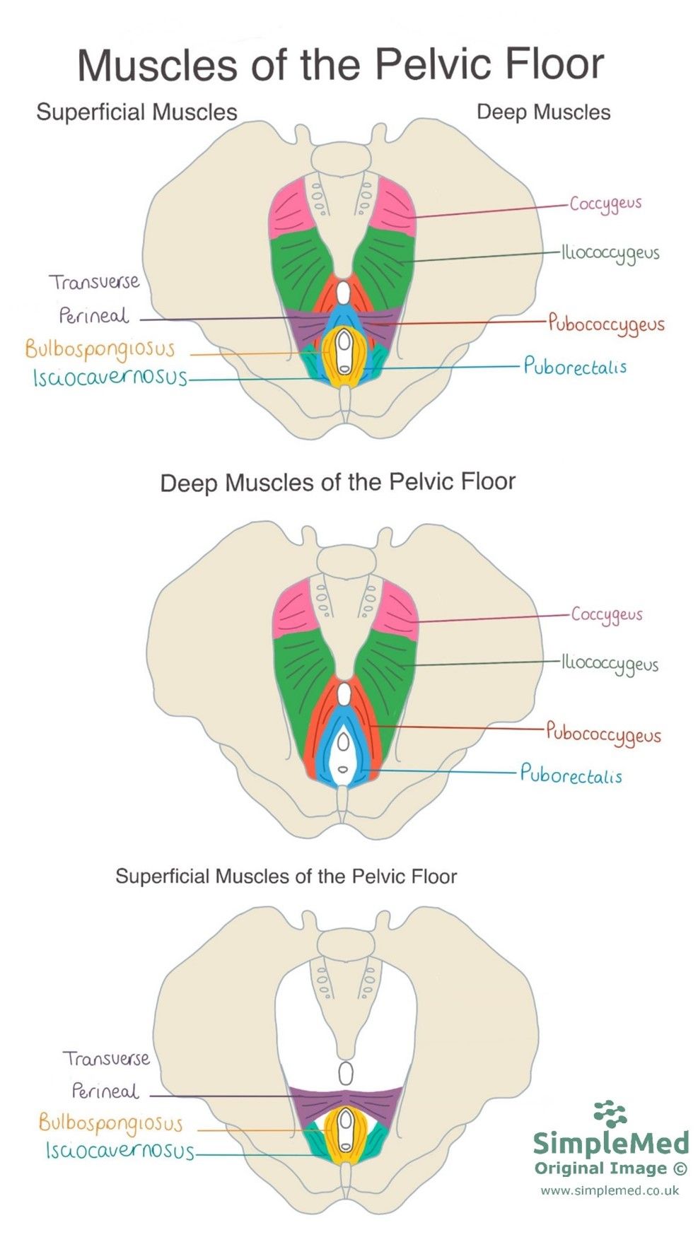 Muscles of the Pelvic Floor SimpleMed Muscles of the Pelvic Floor SimpleMed