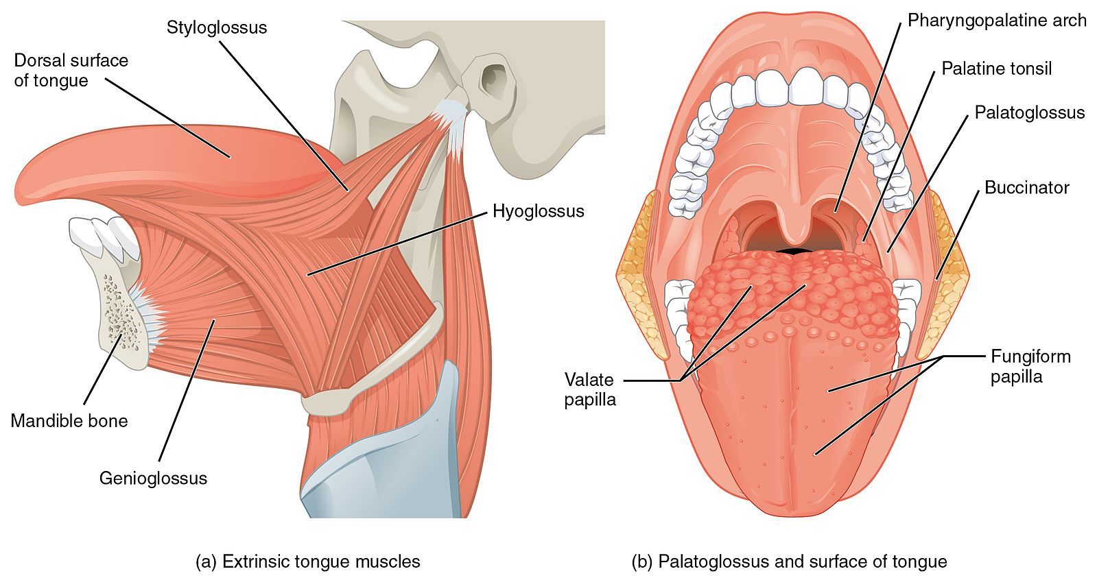 Muscles of the Tongue SimpleMed Muscles of the Tongue SimpleMed