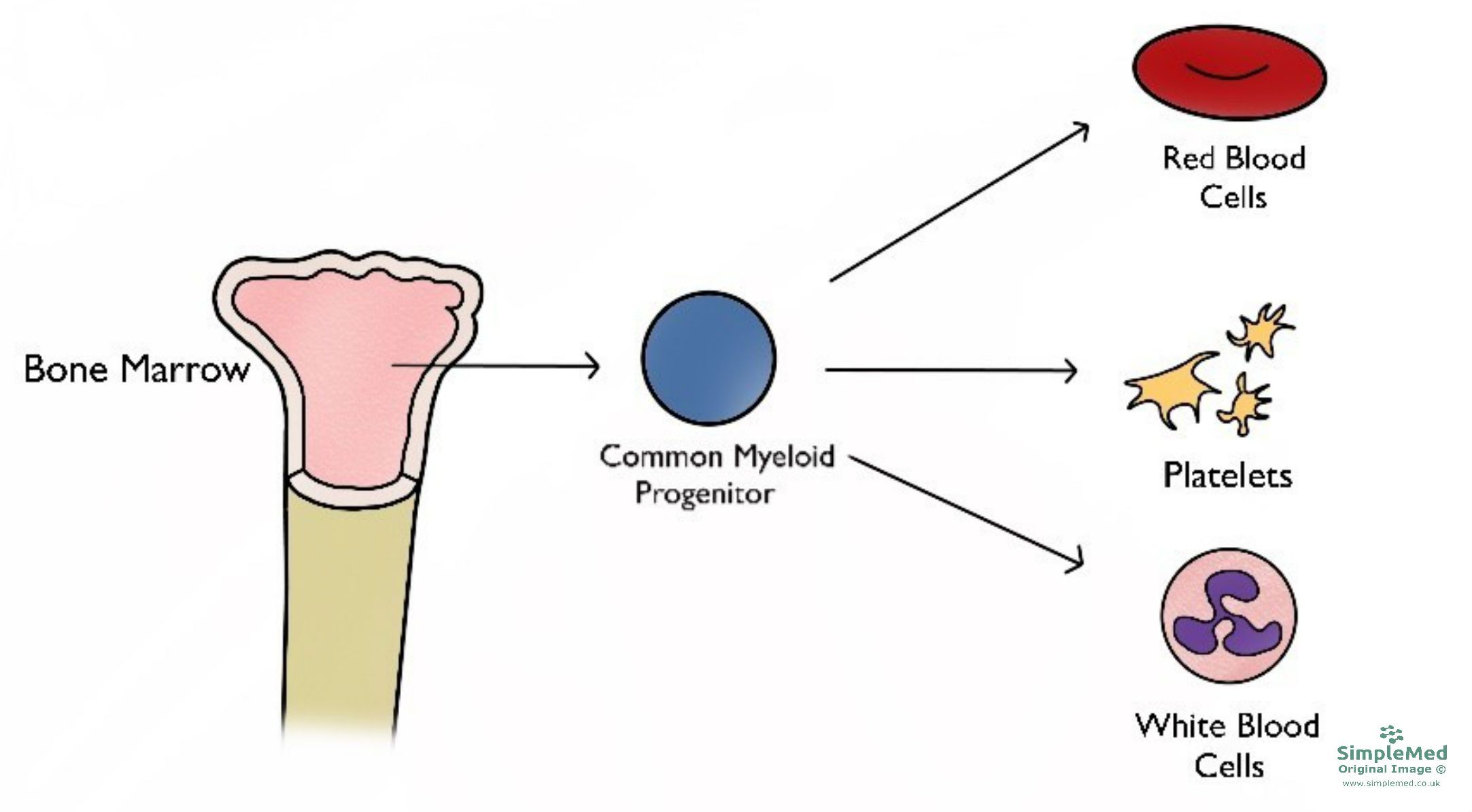 Cells Produced By The Bone Marrow Myeloid Cells SimpleMed