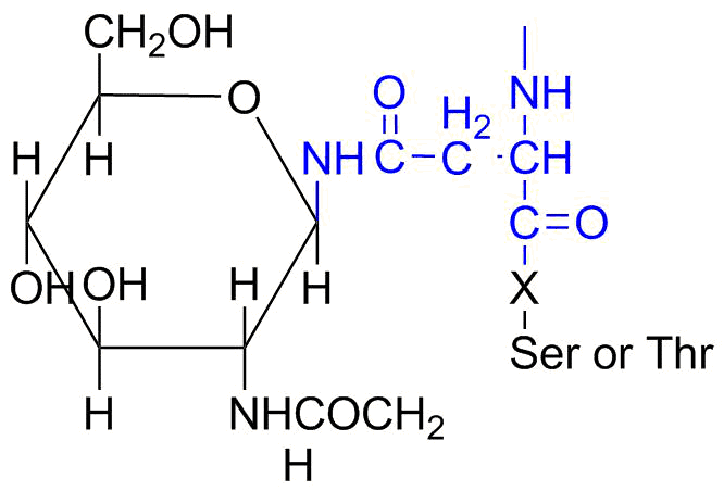 N-linked glycosylation SimpleMed N-linked glycosylation SimpleMed