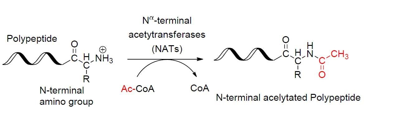 N-Terminal Acetylation SimpleMed N-Terminal Acetylation SimpleMed