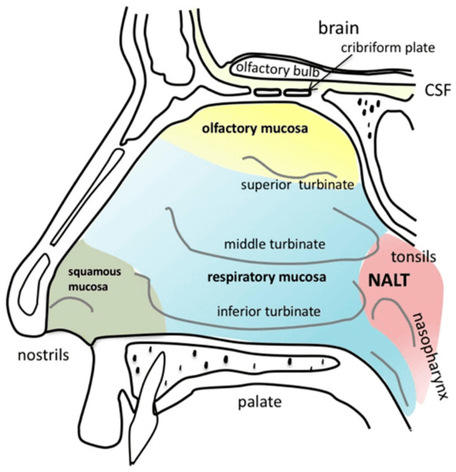 Nasal Cavity Anatomy SimpleMed Nasal Cavity Anatomy SimpleMed