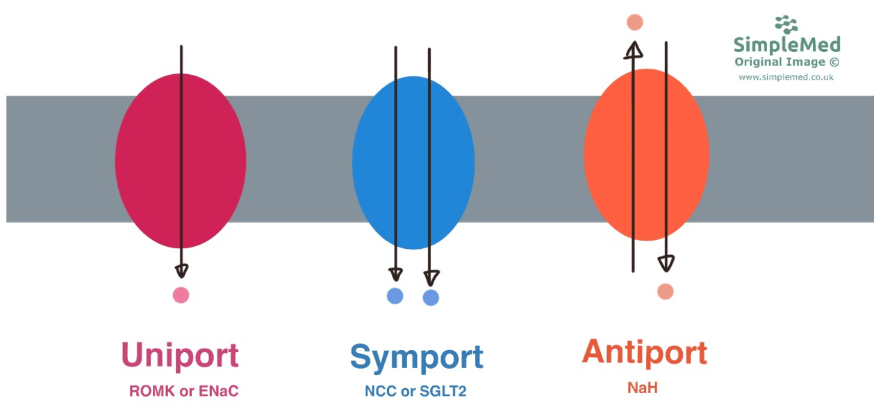 Nephron Membrane Transporter Types SimpleMed Nephron Membrane Transporter Types SimpleMed