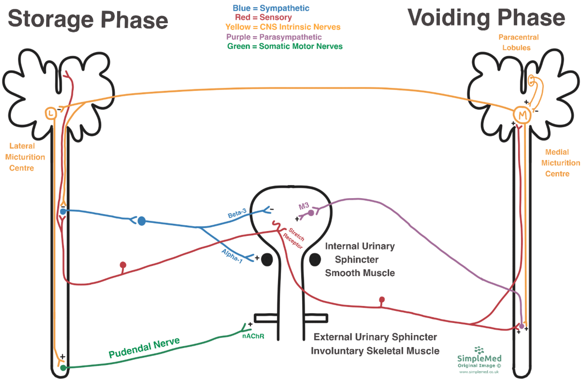 Neuronal Control of Micturition SimpleMed Neuronal Control of Micturition SimpleMed