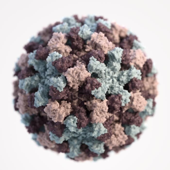 Norovirus Virion SimpleMed Norovirus Virion SimpleMed