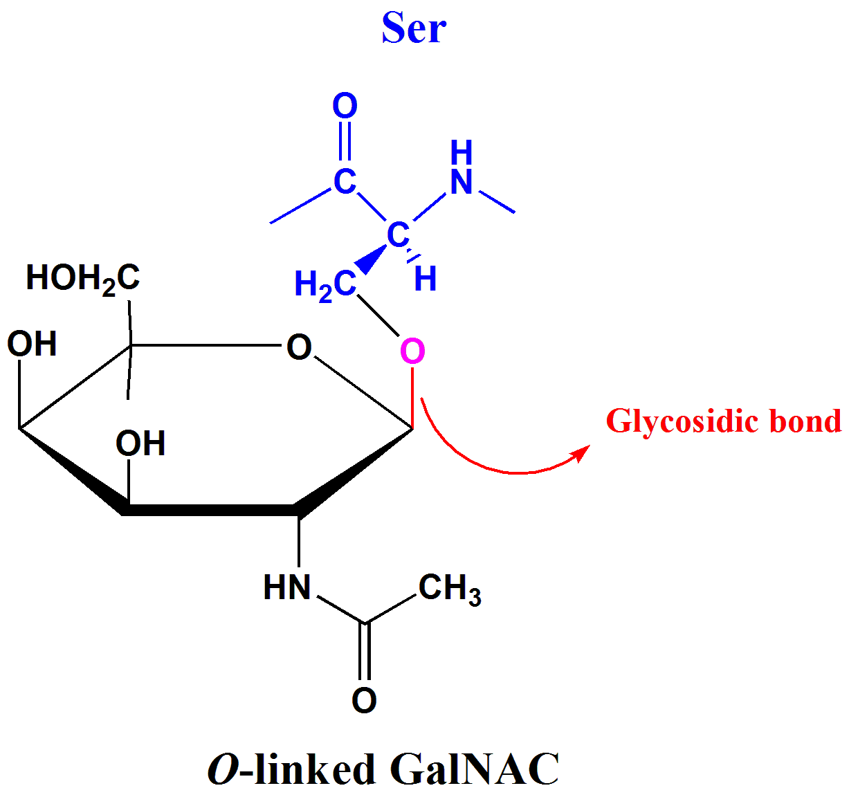 O-linked Glycosylation SimpleMed O-linked Glycosylation SimpleMed