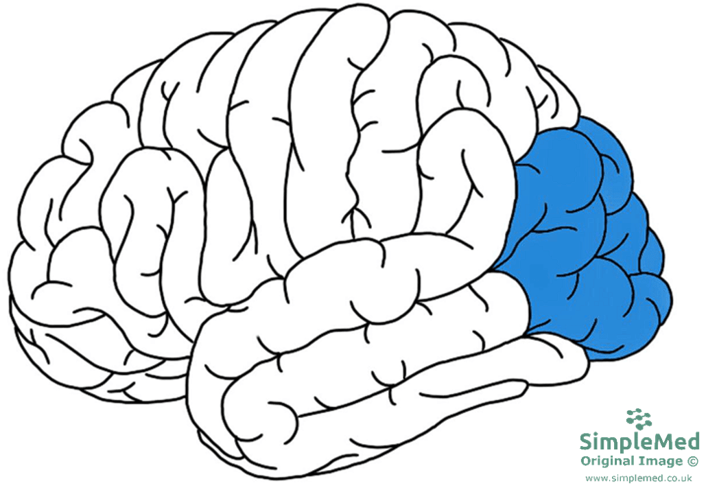 The Occipital Lobe SimpleMed The Occipital Lobe SimpleMed