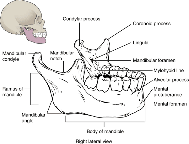 Osteology of the Mandible SimpleMed Osteology of the Mandible SimpleMed