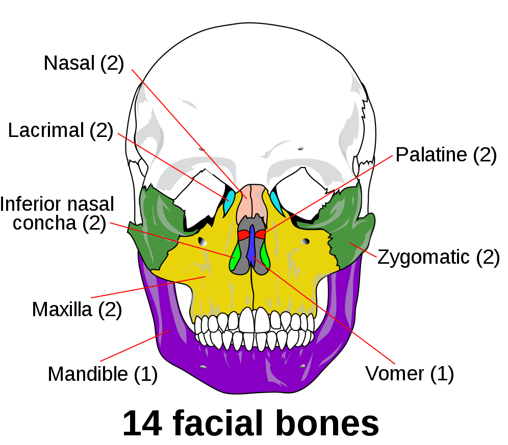 Osteology of the Viscerocranium SimpleMed Osteology of the Viscerocranium SimpleMed