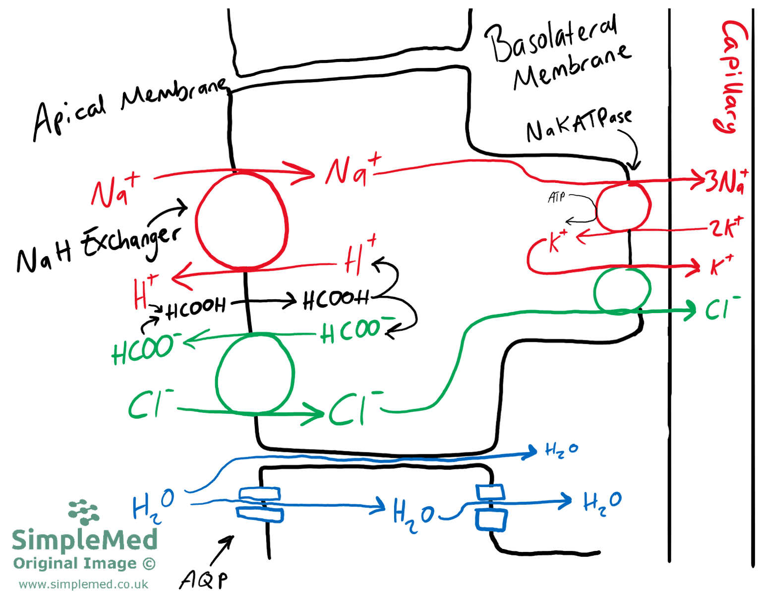 Overview of the Membrane Tranporters in S2 and S3 of the Proximal Convoluted Tubule (PCT) SimpleMed Overview of the Membrane Tranporters in S2 and S3 of the Proximal Convoluted Tubule (PCT) SimpleMed