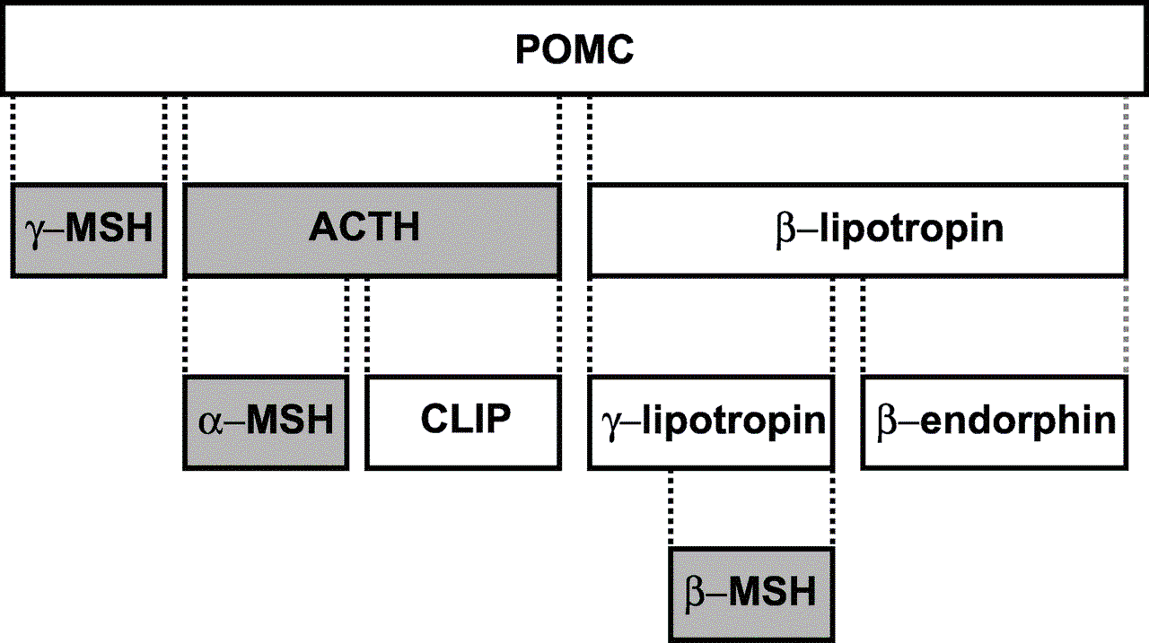 POMC and its Derivatives SimpleMed POMC and its Derivatives SimpleMed