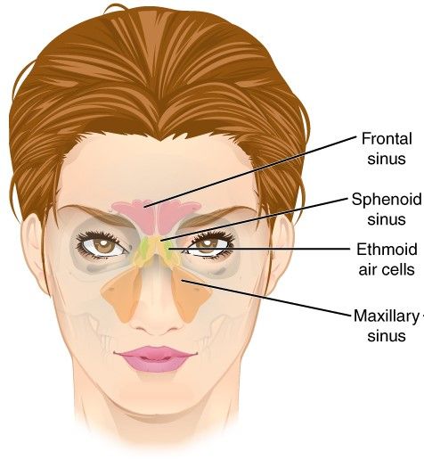Paranasal Air Sinuses SimpleMed Paranasal Air Sinuses SimpleMed