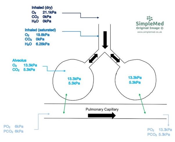 Partial Pressure in the Respiratory Tract and Pulmonary Capillaries SimpleMed Partial Pressure in the Respiratory Tract and Pulmonary Capillaries SimpleMed